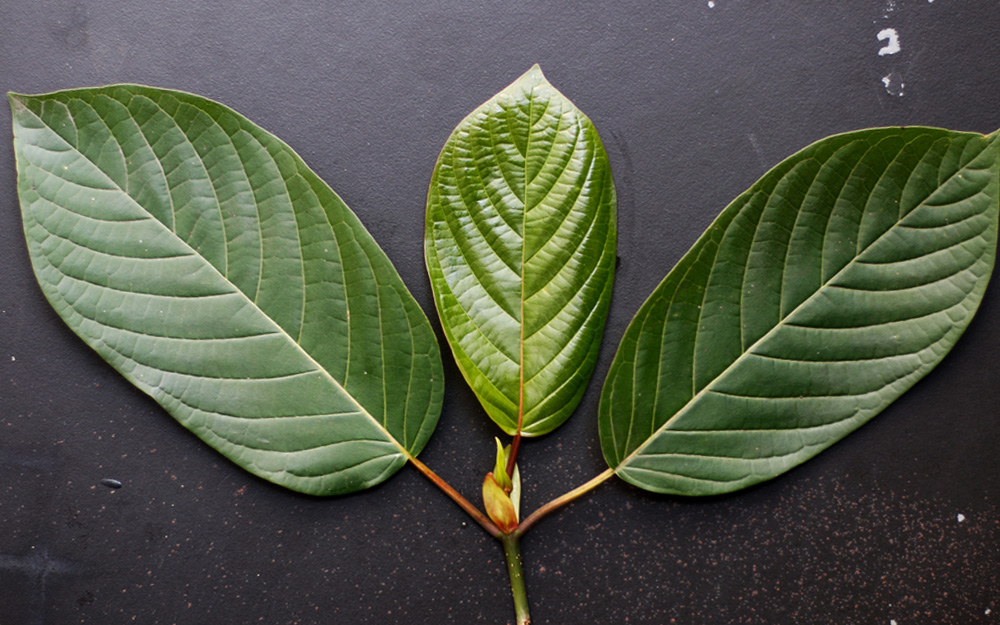 Green vein kratom is harvested from a tree growing in Asia and belonging to the coffee tree family