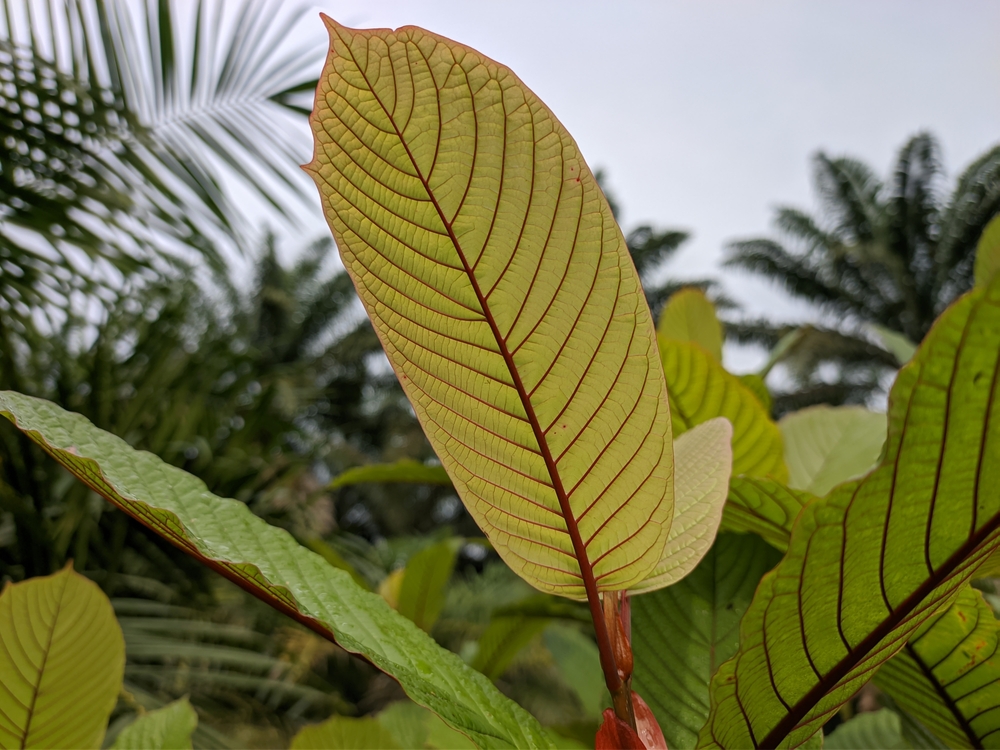 Borneo kratom has mild and balanced effects, making it the perfect strain to try as a beginner.