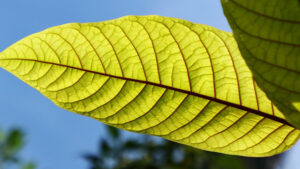 Red vein kratom is harvested at full maturity to ensure the highest concentration of alkaloids