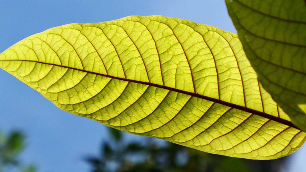 Red vein kratom is harvested at full maturity to ensure the highest concentration of alkaloids