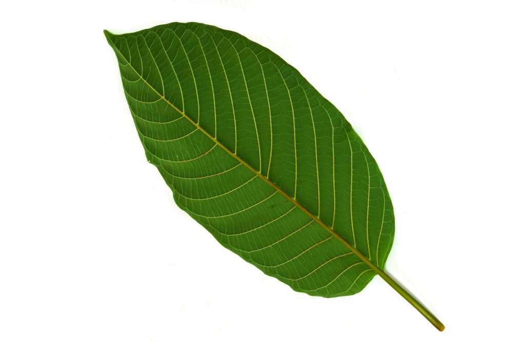 Many people enjoy white vein kratom for its energizing benefit without the negative side effects