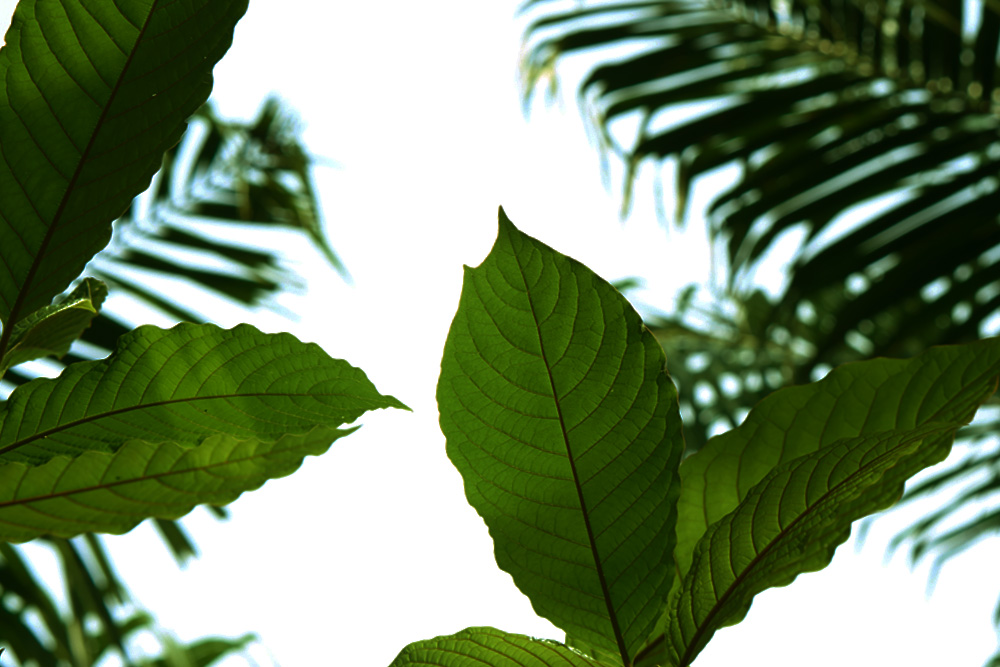 Green vein is considered one of the best types of kratom for energy by beginners and frequent users